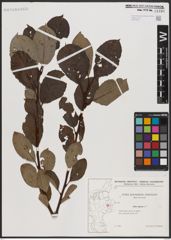 Foto von Salix caprea L.